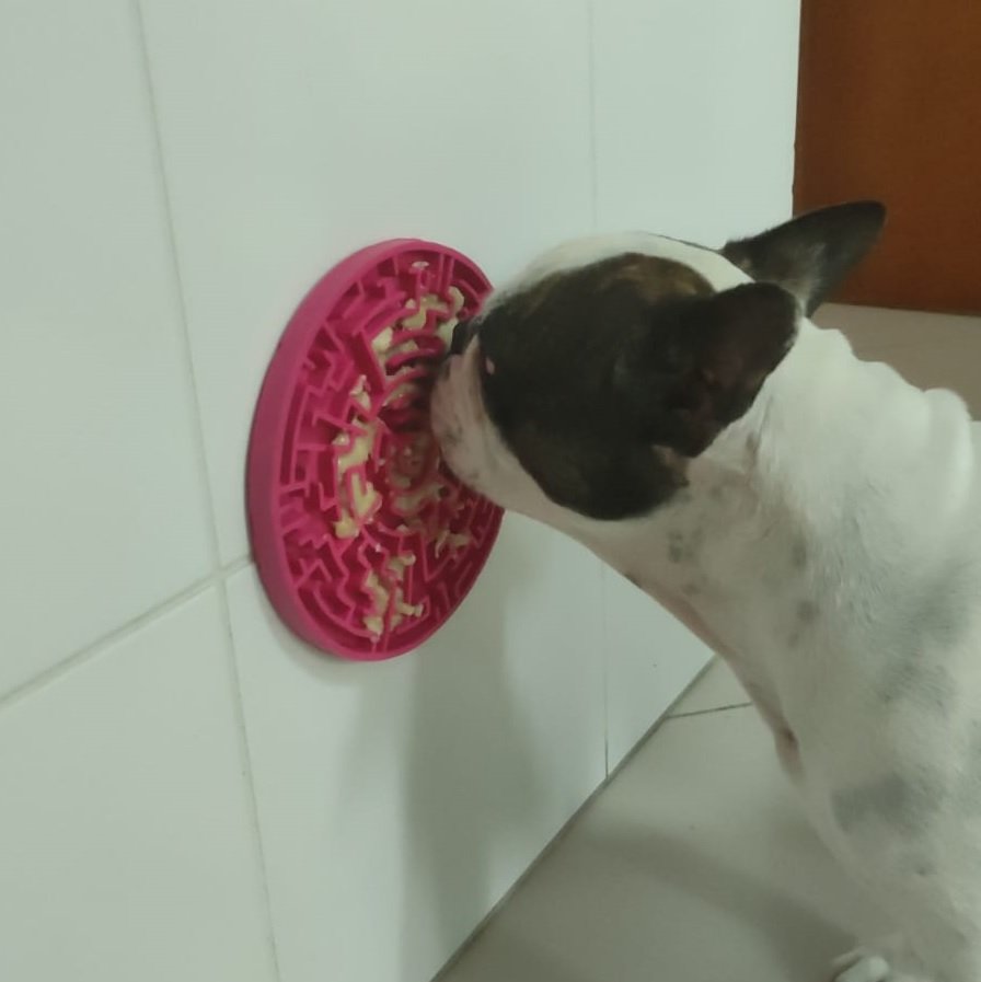 cachooro buldogue francês correndo na praia
